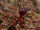 African Driver Ant