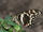 Citrus Swallowtail
