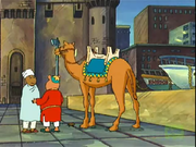 Dromedary-arthur