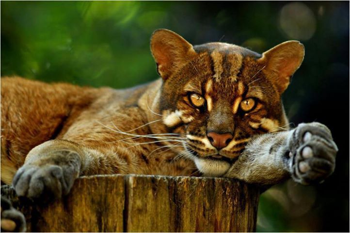 Asiatic 2024 golden cat