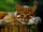 Asian Golden Cat