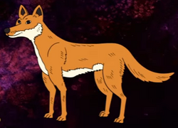 Dingo - Wikipedia