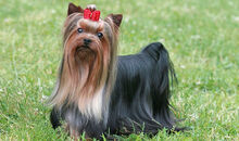 Yorkshire-Terrier-2-645mk062911