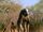 Chalicotherium