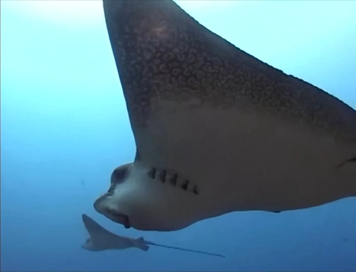 Smooth Butterfly Ray Animals Wiki Fandom