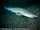 Bluntnose Sixgill Shark