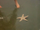 Mosaic Sea Star