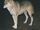 Indian Wolf
