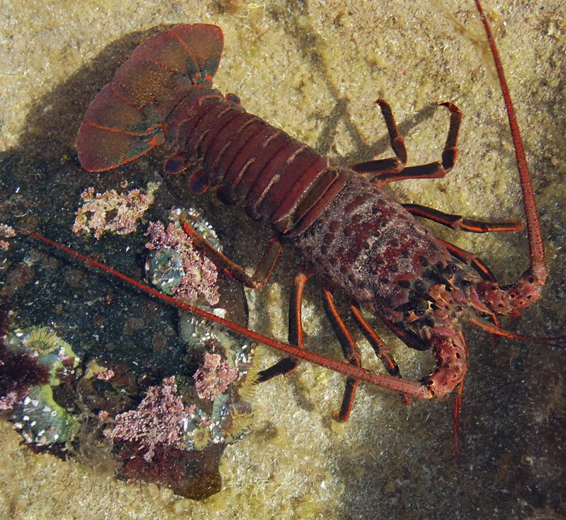 Spiny Lobster Animals Wiki Fandom