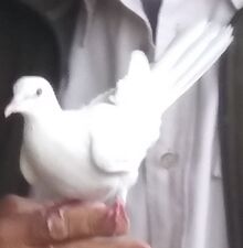 White Release Dove