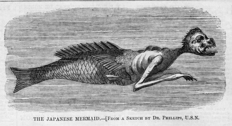 Fiji Mermaid | Animals Wiki | Fandom