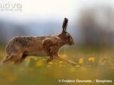 European Hare