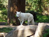 Grey Wolf