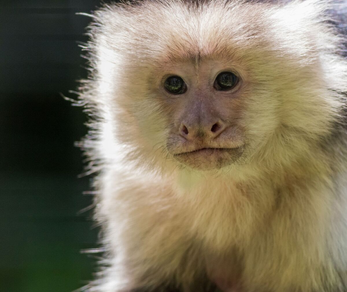 Capuchin Monkey Animals Wiki Fandom