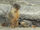 Yellow-Bellied Marmot