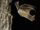 Mexican Free-tailed Bat