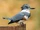 Belted Kingfisher