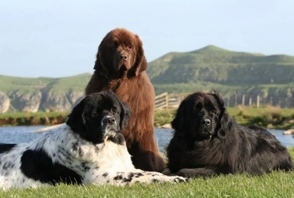 What Colors Are Newfoundland Dogs