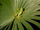 Lemur Leaf Frog