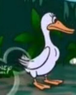 Domestic Duck | Animals Wiki | Fandom Domestic Duck | Animals Wiki | Fandom