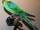 Carolina Parakeet