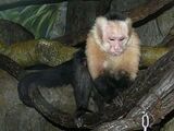 White-headed Capuchin