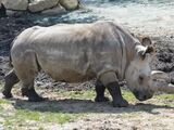 Northern White Rhinoceros