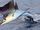 Indo-Pacific Sailfish