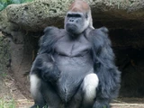 Western Lowland Gorilla