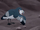 Barnacle Goose