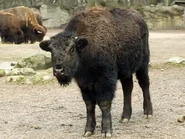 Bison-bison-bison7.jpg (26 KB)