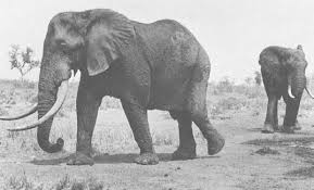 Esat African Savanah Elephant 22224355530