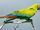 Great Green Macaw
