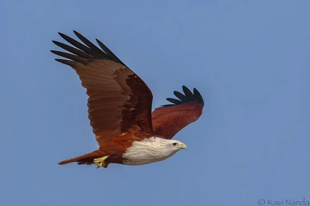 Brahminy Kite Animals Wiki Fandom