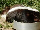 Striped Skunk