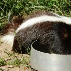 Striped Skunk | Animals Wiki | Fandom