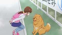Chow Chow | Animals Wiki | Fandom