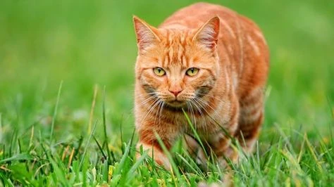 Domestic Cat | Animals Wiki | Fandom