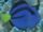 Marquesas Butterflyfish