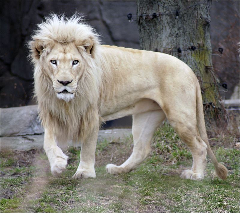 White Lion | Animals Wiki | Fandom