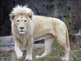 White Lion