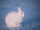 Arctic Hare