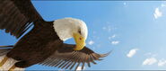 Bald Eagle