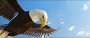 Bald-eagle-animals-united