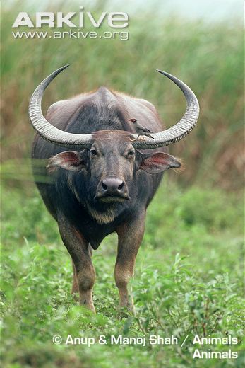 Wild Water Buffalo | Animals Wiki | Fandom
