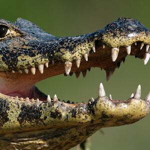 Spectacled Caiman Animals Wiki Fandom Green anaconda subdues spectacled caiman. spectacled caiman animals wiki fandom