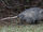 Opossum