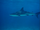 Caribbean Reef Shark