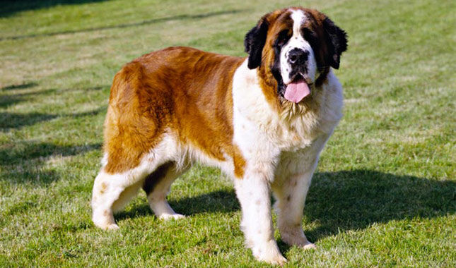 Saint bernard, Dogs, Animals