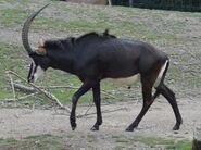 Sable Antelope as Dall's Sheep